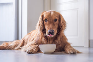 Gut health - Supporting your pet