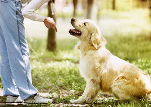 Teaching your dog simple commands