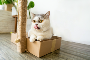 The Rise of Dental Disease in Domestic Cats