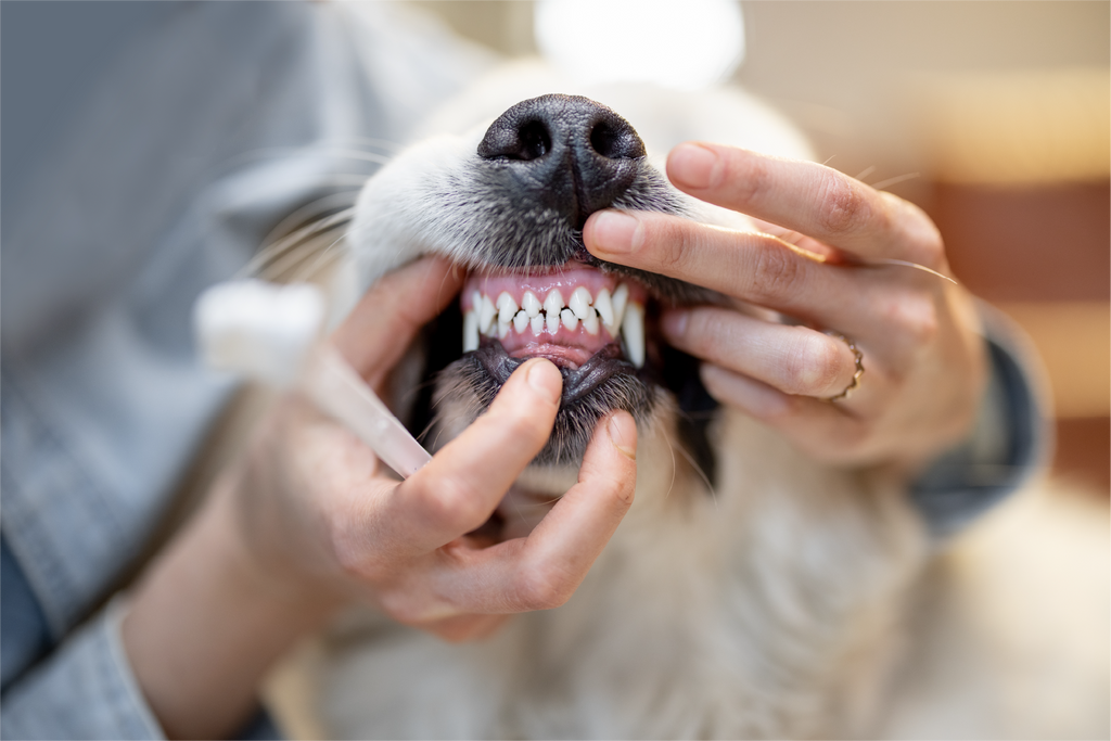 Everything to know about dental disease in dogs