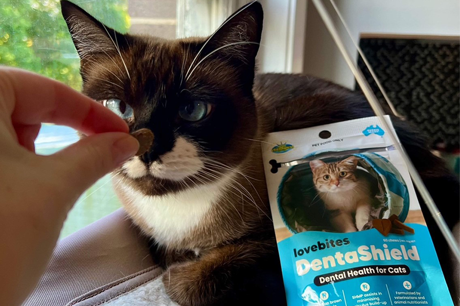 10 questions you may have about our Cat chews: B-Calm and DentaShield
