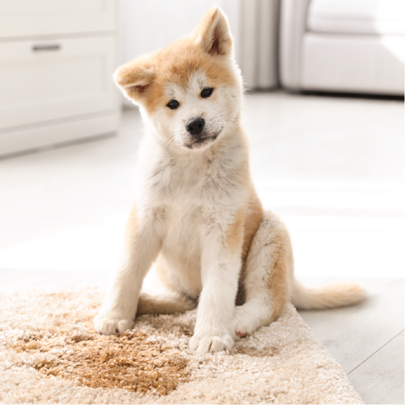 A guide to toilet training your puppy