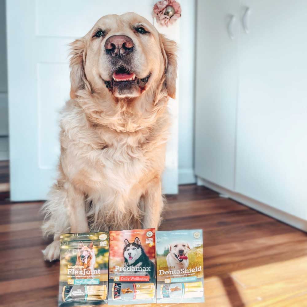 golden retriever with dog supplements