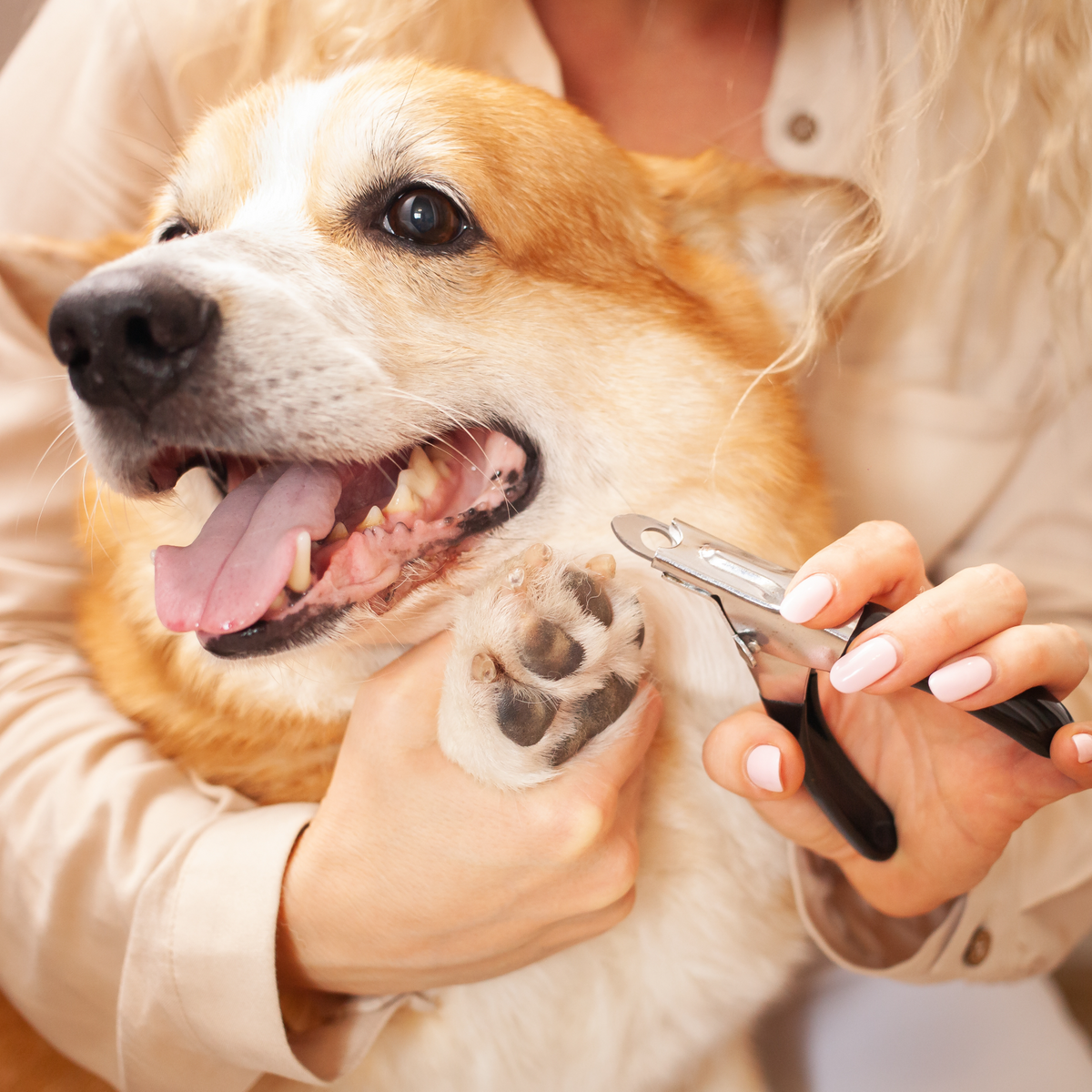 How to safely cut your dog’s nails at home – Lovebites for Pets