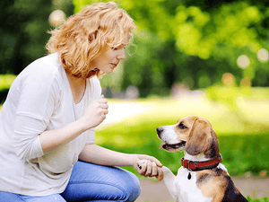 Obedience behaviours to teach your dog