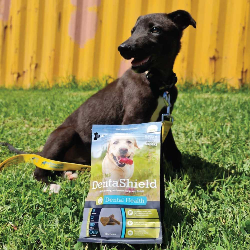 Greyhound with Dental Chews